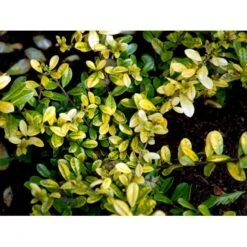 Dværgkristtorn 'Golden Gem' Ilex Crenata 'Golden Gem' Potte 2,0 Liter,- 25-30 Cm. -Osmo Salgsbutik mi1312 ilex crenata golden gem 0b15