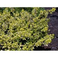 Dværgkristtorn 'Golden Gem' Ilex Crenata 'Golden Gem' Potte 2,0 Liter,- 25-30 Cm. -Osmo Salgsbutik mi1312 ilex crenata golden gem 521f
