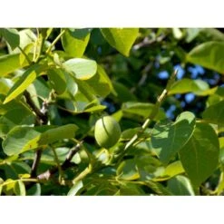 Almindelig Valnød Juglans Regia Heister 200-250 Cm. Med Potte -Osmo Salgsbutik mi1351 juglans regia 13cc