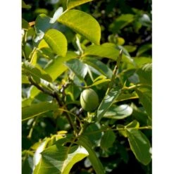 Almindelig Valnød Juglans Regia Heister 200-250 Cm. Med Potte -Osmo Salgsbutik mi1351 juglans regia 5cb9