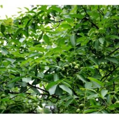 Almindelig Valnød Juglans Regia Heister 200-250 Cm. Med Potte -Osmo Salgsbutik mi1351 juglans regia ab6e