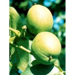 Almindelig Valnød Juglans Regia Heister 200-250 Cm. Med Potte -Osmo Salgsbutik mi1360 juglans nigra 840b