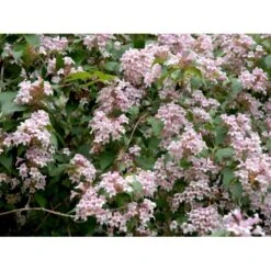 Dronningebusk Kolkwitzia Amabilis 5 Liter Potte -Osmo Salgsbutik mi1385 kolkwitzia amabilis 7eb3