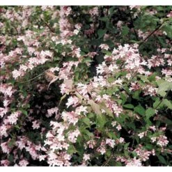 Dronningebusk Kolkwitzia Amabilis 5 Liter Potte -Osmo Salgsbutik mi1385 kolkwitzia amabilis e912