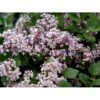 Dværgsyren 'Heimdal' Syringa Meyeri 'Heimdal' Potte 3,5 Liter 30-40 Cm. 1 Dværgsyren 'Heimdal' Syringa Meyeri 'Heimdal' Potte 3,5 Liter 30-40 Cm. -Osmo Salgsbutik mi14118 syringa meyeri 35f5