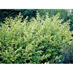 Gul Bredbladet Liguster Ligustrum Ovalifolium 'Aureum' Potte 12 Liter,- 100-125 Cm. -Osmo Salgsbutik mi1433 ligustrum ovalifolium aureum 3e53