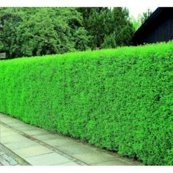 Liguster / Ligusterhæk 'Liga' Ligustrum Vulgare 'Liga' Barrods, -3 års (0/1/2) 100-125 Cm. Kraftig Hæk Kvalitet. -Osmo Salgsbutik mi1441 ligustrum vulgare liga df75