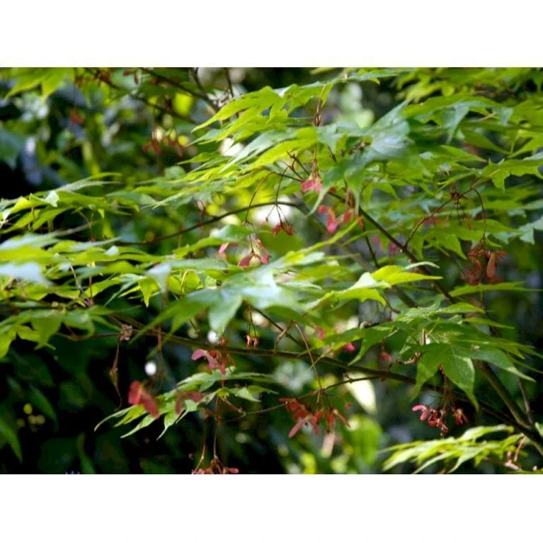 Japansk Løn Acer Palmatum 'Osakazuki' Potte 20 Liter,- 125-150 Cm. 3 Japansk Løn Acer Palmatum 'Osakazuki' Potte 20 Liter,- 125-150 Cm.