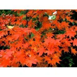 Japansk Løn Acer Palmatum 'Osakazuki' Potte 20 Liter,- 125-150 Cm. 18 Japansk Løn Acer Palmatum 'Osakazuki' Potte 20 Liter,- 125-150 Cm. -Osmo Salgsbutik mi14459 acer palmatum osakazuki 76f7