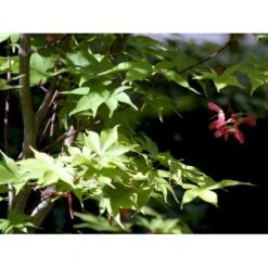 Japansk Løn Acer Palmatum 'Osakazuki' Potte 20 Liter,- 125-150 Cm. 15 Japansk Løn Acer Palmatum 'Osakazuki' Potte 20 Liter,- 125-150 Cm. -Osmo Salgsbutik mi14459 acer palmatum osakazuki 842e