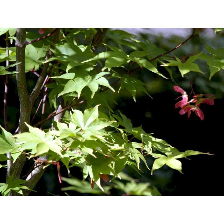 Japansk Løn Acer Palmatum 'Osakazuki' Potte 20 Liter,- 125-150 Cm. 7 Japansk Løn Acer Palmatum 'Osakazuki' Potte 20 Liter,- 125-150 Cm. - Billede 5