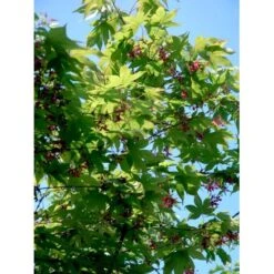 Japansk Løn Acer Palmatum 'Osakazuki' Potte 20 Liter,- 125-150 Cm. 19 Japansk Løn Acer Palmatum 'Osakazuki' Potte 20 Liter,- 125-150 Cm. -Osmo Salgsbutik mi14459 acer palmatum osakazuki 9a4e