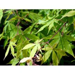 Japansk Løn Acer Palmatum 'Osakazuki' Potte 20 Liter,- 125-150 Cm. 17 Japansk Løn Acer Palmatum 'Osakazuki' Potte 20 Liter,- 125-150 Cm. -Osmo Salgsbutik mi14459 acer palmatum osakazuki df4a