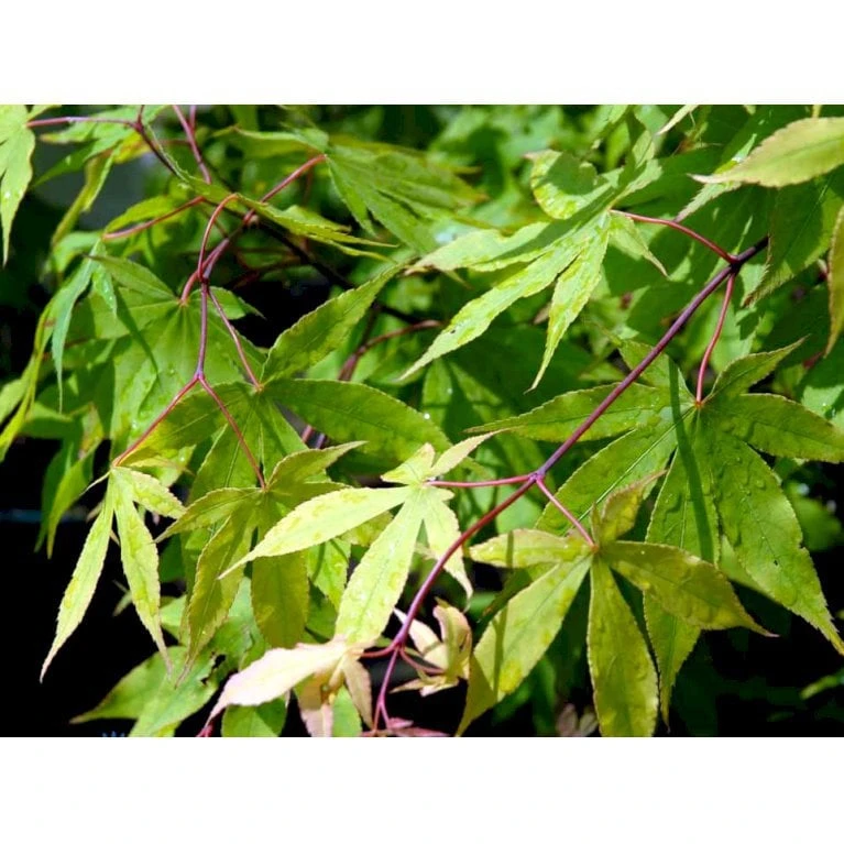 Japansk Løn Acer Palmatum 'Osakazuki' Potte 20 Liter,- 125-150 Cm. 9 Japansk Løn Acer Palmatum 'Osakazuki' Potte 20 Liter,- 125-150 Cm. - Billede 7