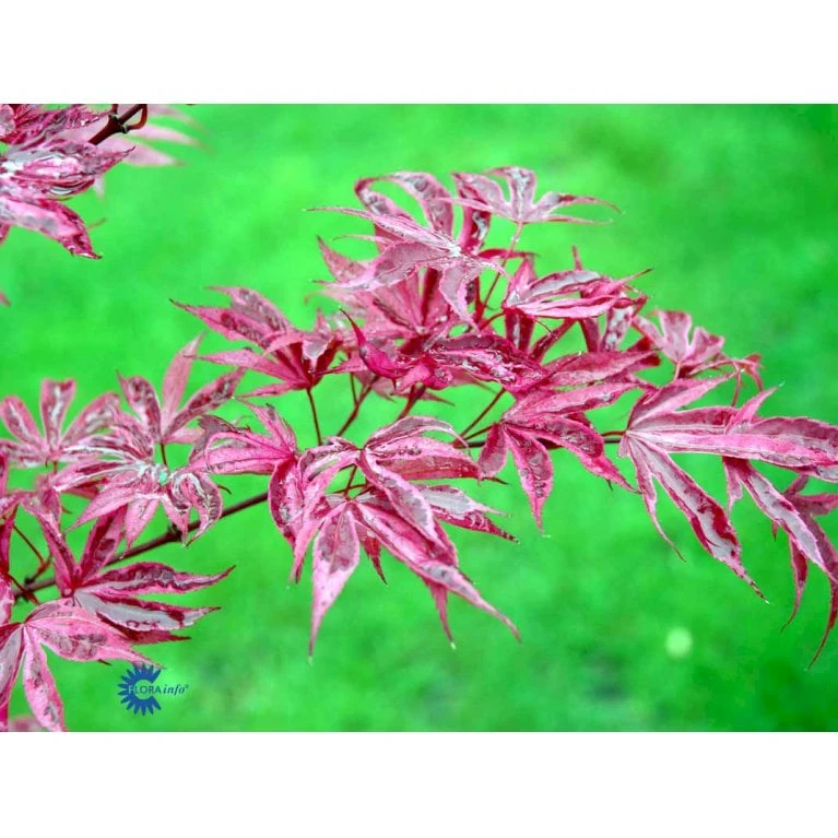 Japansk Løn Acer Palmatum 'Shirazz' Potte 10 Liter,- 60-80 Cm. 5 Japansk Løn Acer Palmatum 'Shirazz' Potte 10 Liter,- 60-80 Cm. - Billede 3