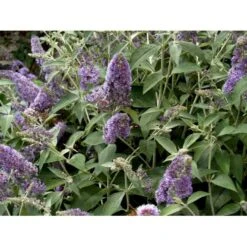 Sommerfuglebusk 'Lochinch' Buddleja Davidii 'Lochinch' 3,5 Liter Potte 9 Sommerfuglebusk 'Lochinch' Buddleja Davidii 'Lochinch' 3,5 Liter Potte -Osmo Salgsbutik mi14629 buddleia davidii lochinch d1bf