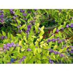 Glasbær 'Issai' Callicarpa Dichotoma 'Issai' 3 Liter Potte 40-60 Cm -Osmo Salgsbutik mi14688 callicarpa dichotoma 9ddc