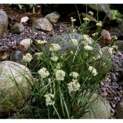 Snefrytle Luzula Nivea Plugs I Bakke 15 Snefrytle Luzula Nivea Plugs I Bakke -Osmo Salgsbutik mi1477 luzula nivea 449e