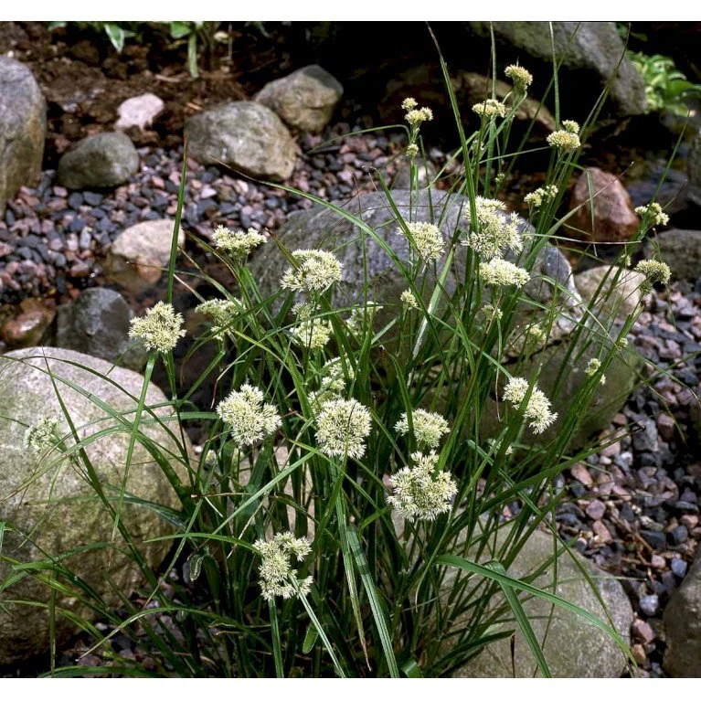 Snefrytle Luzula Nivea Plugs I Bakke 9 Snefrytle Luzula Nivea Plugs I Bakke - Billede 7