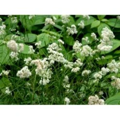 Snefrytle Luzula Nivea Plugs I Bakke 11 Snefrytle Luzula Nivea Plugs I Bakke -Osmo Salgsbutik mi1477 luzula nivea 52df