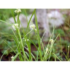 Snefrytle Luzula Nivea Plugs I Bakke 13 Snefrytle Luzula Nivea Plugs I Bakke -Osmo Salgsbutik mi1477 luzula nivea d8c7