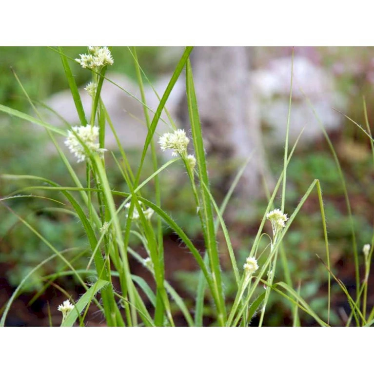 Snefrytle Luzula Nivea Plugs I Bakke 7 Snefrytle Luzula Nivea Plugs I Bakke - Billede 5