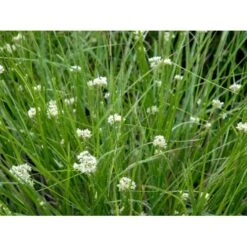 Snefrytle Luzula Nivea Plugs I Bakke 14 Snefrytle Luzula Nivea Plugs I Bakke -Osmo Salgsbutik mi1477 luzula nivea dbdf