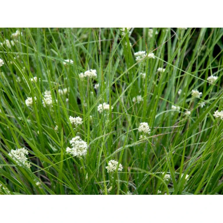 Snefrytle Luzula Nivea Plugs I Bakke 8 Snefrytle Luzula Nivea Plugs I Bakke - Billede 6