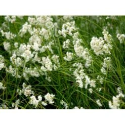 Snefrytle Luzula Nivea Plugs I Bakke 12 Snefrytle Luzula Nivea Plugs I Bakke -Osmo Salgsbutik mi1477 luzula nivea f503