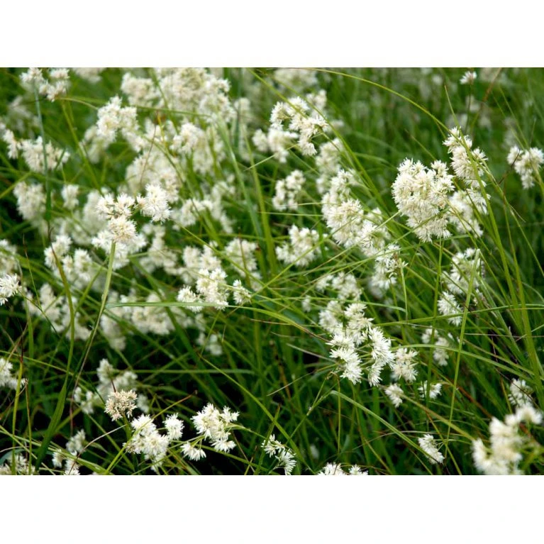 Snefrytle Luzula Nivea Plugs I Bakke 6 Snefrytle Luzula Nivea Plugs I Bakke - Billede 4