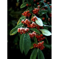 Dværgmispel 'Brandkjær' Cotoneaster Watereri 'Brandkjær' 5 Liter Potte 10 Dværgmispel 'Brandkjær' Cotoneaster Watereri 'Brandkjær' 5 Liter Potte -Osmo Salgsbutik mi14938 cotoneaster watereri brandkjaer 9d9c