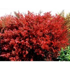 Rød Vårgyvel Cytisus Praecox 'Boskoop Ruby' Potte 2 Liter.