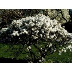 Stjernemagnolie Magnolia Stellata Potte 2,0 Liter,- 40-60 Cm. 12 Stjernemagnolie Magnolia Stellata Potte 2,0 Liter,- 40-60 Cm. -Osmo Salgsbutik mi1498 magnolia stellata ba2b