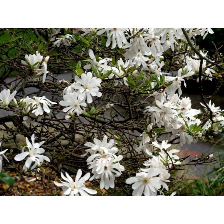 Stjernemagnolie Magnolia Stellata Potte 2,0 Liter,- 40-60 Cm. 8 Stjernemagnolie Magnolia Stellata Potte 2,0 Liter,- 40-60 Cm. - Billede 6