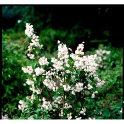 Stjernetop 'Magnifica' Deutzia Magnifica Med Klump,- 125-150 Cm. -Osmo Salgsbutik mi14992 deutzia candida deple 4e15