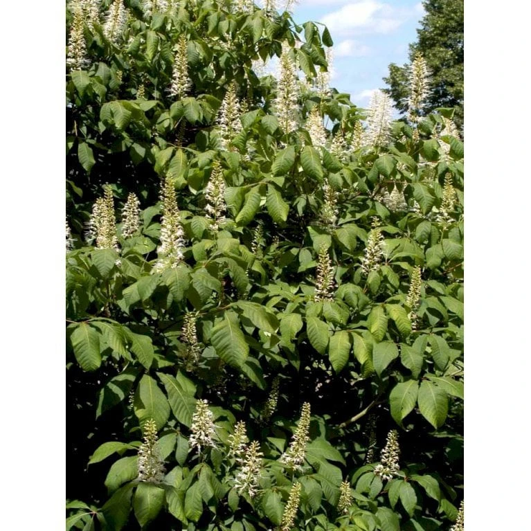 Busk-Hestekastanie Aesculus Parviflora Solitær Busk 100-125 Cm. Høj,- 60-100 Cm. Bred. 6 Busk-Hestekastanie Aesculus Parviflora Solitær Busk 100-125 Cm. Høj,- 60-100 Cm. Bred. - Billede 4