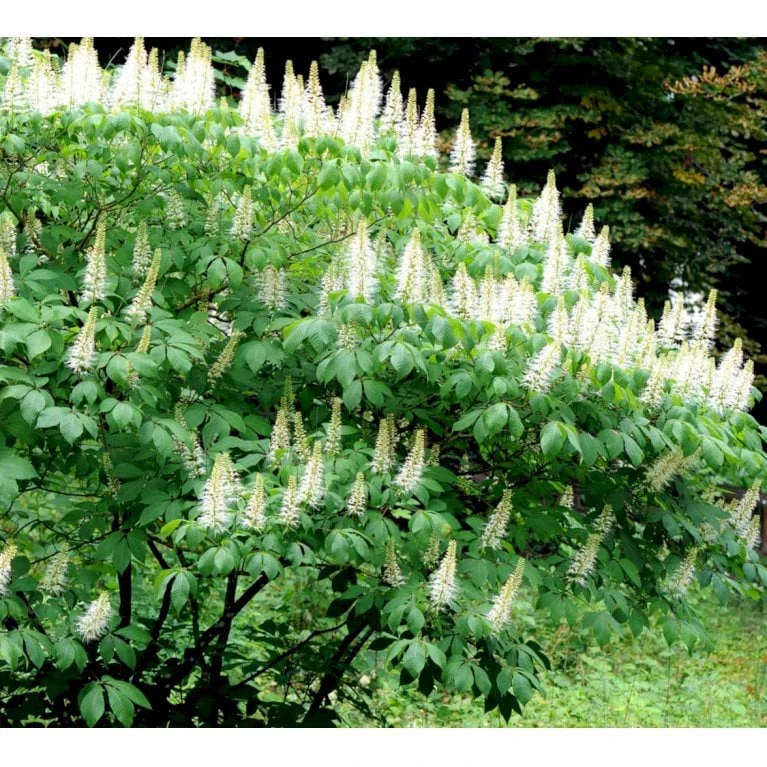 Busk-Hestekastanie Aesculus Parviflora Solitær Busk 100-125 Cm. Høj,- 60-100 Cm. Bred. 3 Busk-Hestekastanie Aesculus Parviflora Solitær Busk 100-125 Cm. Høj,- 60-100 Cm. Bred.