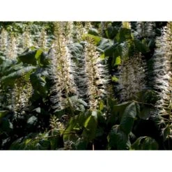 Busk-Hestekastanie Aesculus Parviflora Solitær Busk 100-125 Cm. Høj,- 60-100 Cm. Bred. 11 Busk-Hestekastanie Aesculus Parviflora Solitær Busk 100-125 Cm. Høj,- 60-100 Cm. Bred. -Osmo Salgsbutik mi149 aesculus parviflora 6458