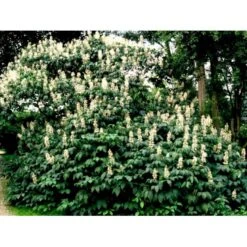 Busk-Hestekastanie Aesculus Parviflora Solitær Busk 100-125 Cm. Høj,- 60-100 Cm. Bred. 9 Busk-Hestekastanie Aesculus Parviflora Solitær Busk 100-125 Cm. Høj,- 60-100 Cm. Bred. -Osmo Salgsbutik mi149 aesculus parviflora d797