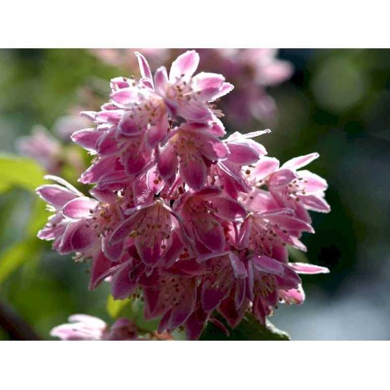 Stjernetop 'Strawberry Fields' Deutzia Gracilis 'Strawberry Fields' Potte 6,5 Liter 60-80 Cm. 5 Stjernetop 'Strawberry Fields' Deutzia Gracilis 'Strawberry Fields' Potte 6,5 Liter 60-80 Cm. - Billede 3