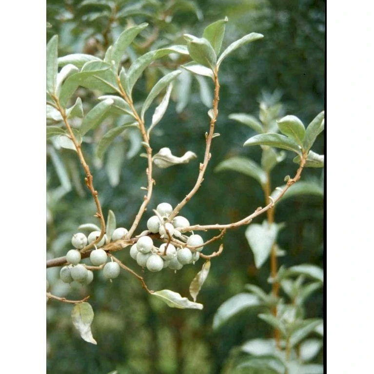 Bredbladet Sølvblad Elaeagnus Commutata Med Klump,- 125-150 Cm. 3 Bredbladet Sølvblad Elaeagnus Commutata Med Klump,- 125-150 Cm. - Billede 2