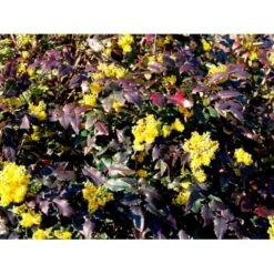 Mahonia Aquifolium 'Maqu' Mahonie 'Maqu' Med Klump,- 50-60 Cm. 11 Mahonia Aquifolium 'Maqu' Mahonie 'Maqu' Med Klump,- 50-60 Cm. -Osmo Salgsbutik mi1513 mahonia aquifolium maqu 0bcf