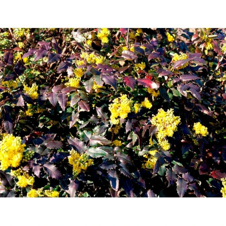 Mahonia Aquifolium 'Maqu' Mahonie 'Maqu' Med Klump,- 50-60 Cm. 7 Mahonia Aquifolium 'Maqu' Mahonie 'Maqu' Med Klump,- 50-60 Cm. - Billede 5