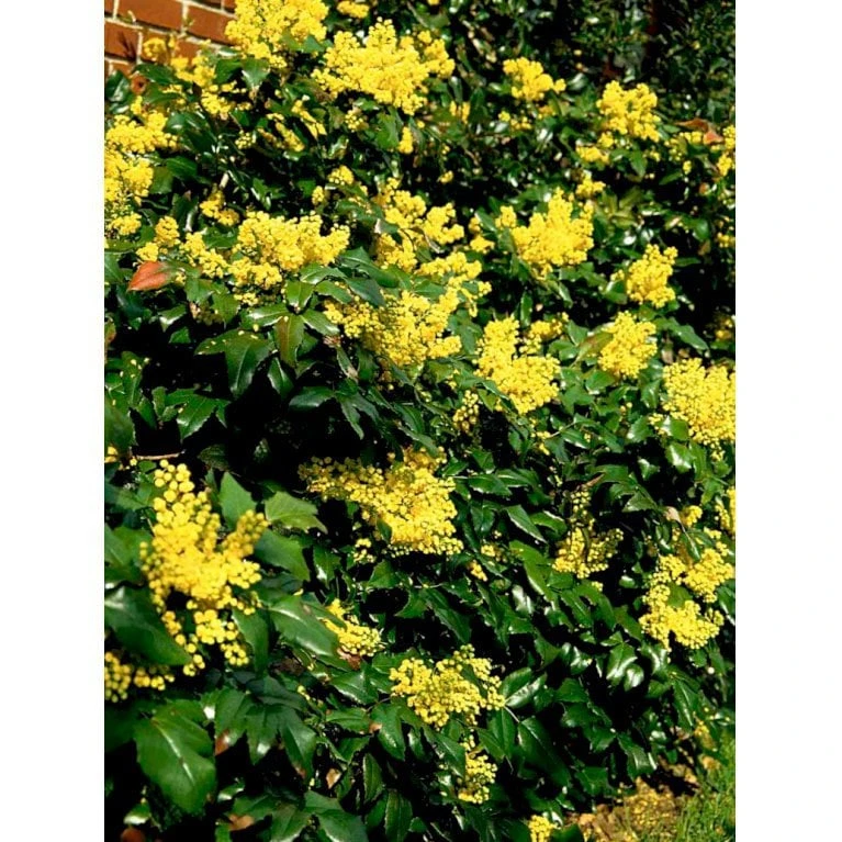 Mahonia Aquifolium 'Maqu' Mahonie 'Maqu' Med Klump,- 50-60 Cm. 5 Mahonia Aquifolium 'Maqu' Mahonie 'Maqu' Med Klump,- 50-60 Cm. - Billede 3