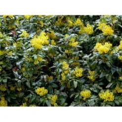 Mahonia Aquifolium 'Maqu' Mahonie 'Maqu' Med Klump,- 50-60 Cm. 10 Mahonia Aquifolium 'Maqu' Mahonie 'Maqu' Med Klump,- 50-60 Cm. -Osmo Salgsbutik mi1513 mahonia aquifolium maqu d87d