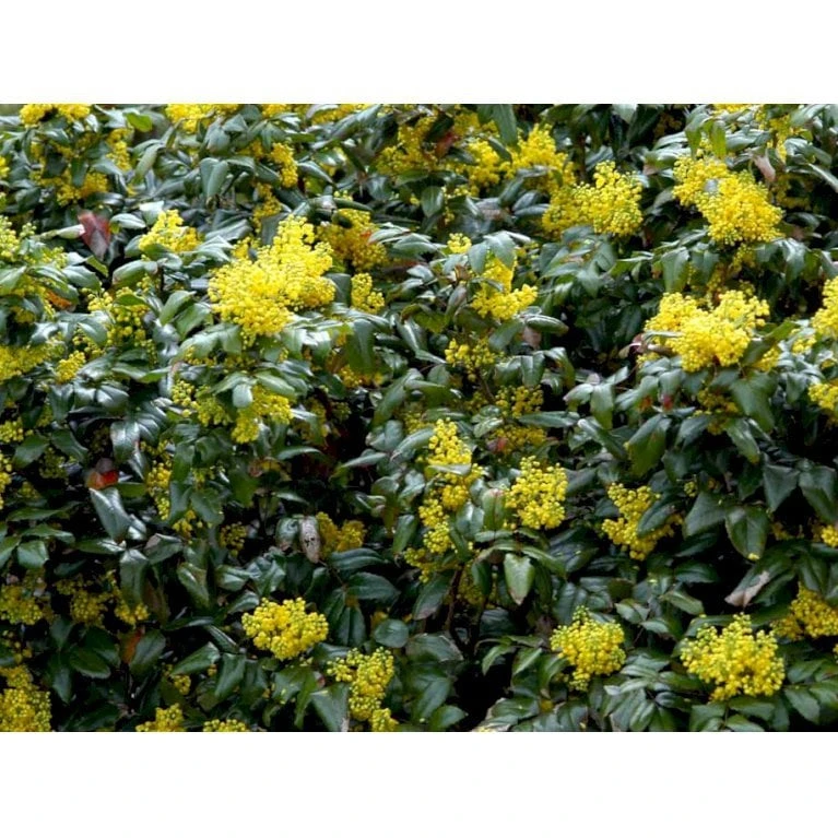 Mahonia Aquifolium 'Maqu' Mahonie 'Maqu' Med Klump,- 50-60 Cm. 6 Mahonia Aquifolium 'Maqu' Mahonie 'Maqu' Med Klump,- 50-60 Cm. - Billede 4