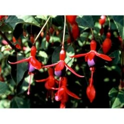 Fuchsia 'Mrs. Popple' Fuchsia Magellanica 'Mrs. Popple' 3,5 Liter Potte -Osmo Salgsbutik mi15249 fuchsia mrs popple 9c00