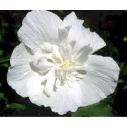 Syrisk Rose 'White Chiffon' (R) Hibiscus Syriacus 'White Chiffon' (r) Potte 6,6 Liter, - 70-80 Cm. -Osmo Salgsbutik mi15327 hibiscus syriacus white chiffon 74cc