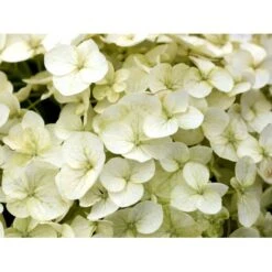 Træagtig Hortensia 'Incrediball'® Hydrangea Arborescens 'Incrediball'® 5 Liter Potte -Osmo Salgsbutik mi15333 hydrangea arborescens incrediball r c85d
