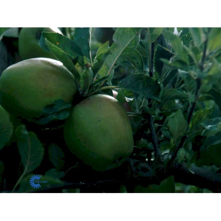 Æble 'Bodil Neergaard' Malus Domestica 'Bodil Neergaard' 4-8 Grene, 150-200 Cm. 10 Liter Potte (A-2) 4 Æble 'Bodil Neergaard' Malus Domestica 'Bodil Neergaard' 4-8 Grene, 150-200 Cm. 10 Liter Potte (A-2) - Billede 2